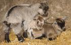 Zwergziegen in liebevolle Hände abzugeben