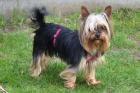 NOLLY - Yorkshire - 6 Jahre - Tierhilfe-Franken e. V.