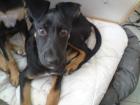 Kleiner Michling sucht neues Zuhause