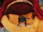 Süßer Chihuahua-Welpe