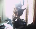 Meine Katze Ming sucht ein neues zuhause .