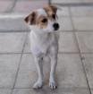 Liza - sucht wieder ein Zuhause