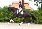 Eye-Catcher. Leicht zu reiten liebenswert