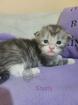 Wundervolle Maine Coon Kitten
