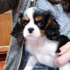 Cavalier King Charles Spaniel Welpen Blenheim tricolor