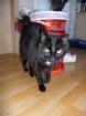 Kater Minu sucht liebevolles Zuhause