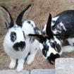TIMMY und TOBI - Hasen - 5 Monate - Tierhilfe-Franken e. V.