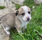 Mandy sucht ein passendes Zuhause