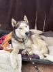 Yistin 5 Jahre bezaubernde Huskyhündin sehr freundlich zu Menschen