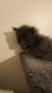 Süsse Main Coon Kitten