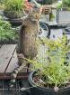 Evita sucht neues Zuhause