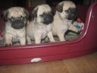 Mops welpen