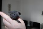 5 liebevoll Sphynx kätzchen