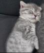 BKH Mix Kitten 1xweiblich 1xmännlich