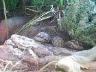 Breitrandschildkröten Testudo marginata eigene Nachzuchten aus 2022