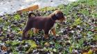 Appenzeller Sennenhund FCI Papiere