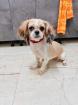 Zhu Zhu - Shih Tzu Mischling lieb verträglich