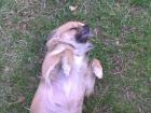 Chihuahua Hündin
