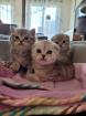 BKH Kätzchen Black Silver Tabby Kitten Whiskas