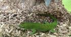 Phelsuma Grandis Männlein