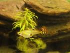 Junge Guppys abzugeben