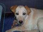 Labrador Welpe