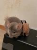 3 Chinchillas zu verschenken mit Gehege