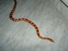 Junge Kornnatter Red-Albino weibchen