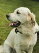 Rüde sucht Hündin zum Decken Deckrüde Golden Retriever
