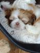 ShihTzu Welpen auch in Schokobraun