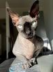 Tolle Sphynx Katzen zu verkaufen
