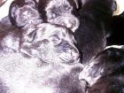 9 SÜßE NEUFUNDLÄNDER / LEONBERGER WELPEN