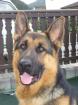 Deutscher Schäferhund 3 Jahre