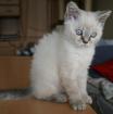 Selkirk Rex Kurzhaar Kitten