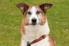 COSMO - zauberhafter Collie Kurzhaar-Mix - 8 Jahre . Tierhilfe-Franken e. V.