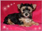 Kleine black and tan Yorkshire Terrier Hündin 4 Monate