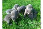 American Welpen Blue-Line Pit Bull Terrier ss.