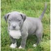 American Welpen Blue-Line Pit Bull Terrier .