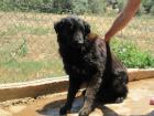 Herb - hofft auf ein Zuhause. Das erste in seinem Leben