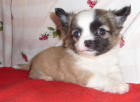 Bildschöne Chihuahuawelpen LH KH mit Ahnentafel wunderschöne Farben Rüden