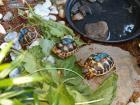 Griechische Landschildkröten THH und Tm weissingeri von 21 von Privat