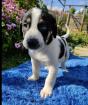 Milka sucht ein passendes Zuhause