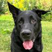 JOKO - Deutscher Schäferhund-Mix - 8 Jahre - Tierhilfe-Franken e. V.
