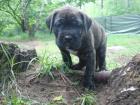Keine Mastino Napoletano Welpen sondern robuste