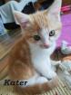 BKH - Mischlings - Haus -Katzen