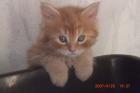 Supersüsses reinrassiges Rotes Maine Coon-Katerchen abzug.