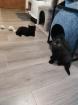 BKH Katzenbabys Reinrassige
