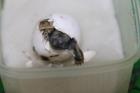 Griechische Landschildkröten NZ 2022