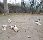 Reinrassige Shih-Tzu Deckrüden