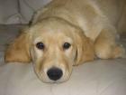 Golden Retriever Welpe weibchen